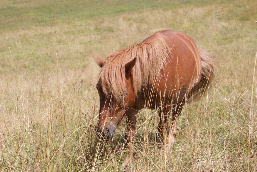 poney shetland dans l'herbe