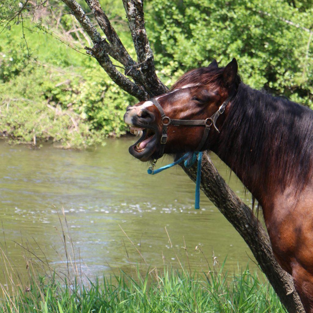 cheval qui baille devant la rivière