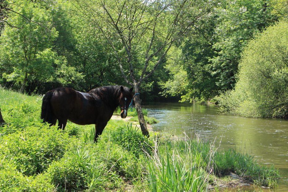 cheval au bord de la rivière l'Isle en randonnée